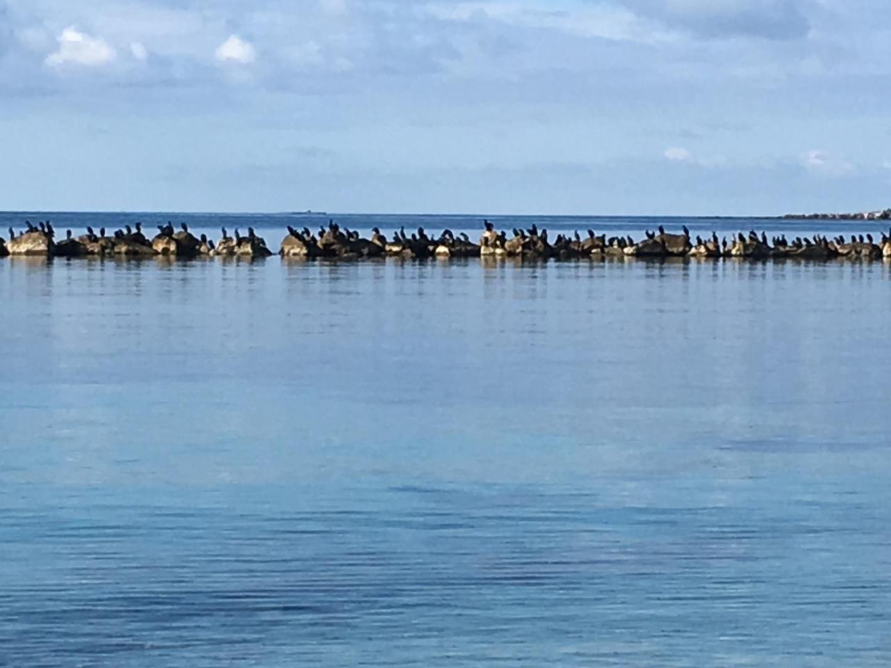 Il Mare Di Alida Leilighet Alghero Eksteriør bilde